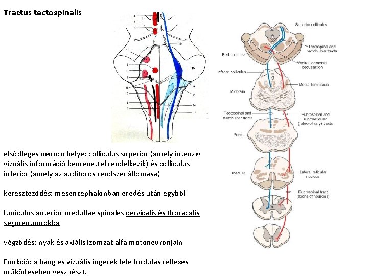 Tractus tectospinalis elsődleges neuron helye: colliculus superior (amely intenzív vizuális információ bemenettel rendelkezik) és