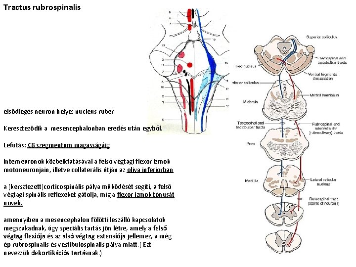 Tractus rubrospinalis elsődleges neuron helye: nucleus ruber Kereszteződik a mesencephalonban eredés után egyből. Lefutás: