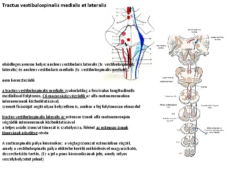 Tractus vestibulospinalis medialis et lateralis elsődleges neuron helye: nucleus vestibularis lateralis (tr. vestibulospinalis lateralis)