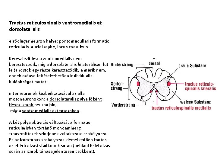 Tractus reticulospinalis ventromedialis et dorsolateralis elsődleges neuron helye: pontomedullaris formatio reticularis, nuclei raphe, locus