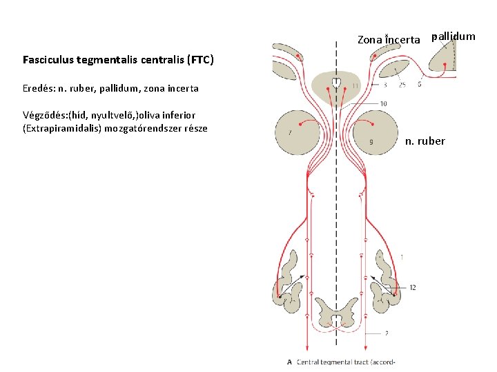 Zona incerta pallidum Fasciculus tegmentalis centralis (FTC) Eredés: n. ruber, pallidum, zona incerta Végződés: