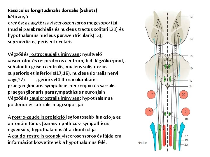 Fasciculus longitudinalis dorsalis (Schütz) kétirányú eredés: az agytörzs visceroszenzoros magcsoportjai (nuclei parabrachialis és nucleus
