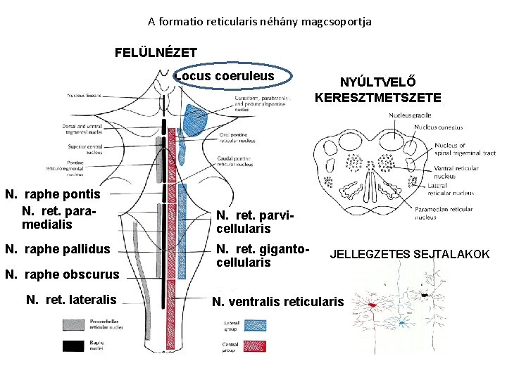 A formatio reticularis néhány magcsoportja FELÜLNÉZET Locus coeruleus N. raphe pontis N. ret. paramedialis