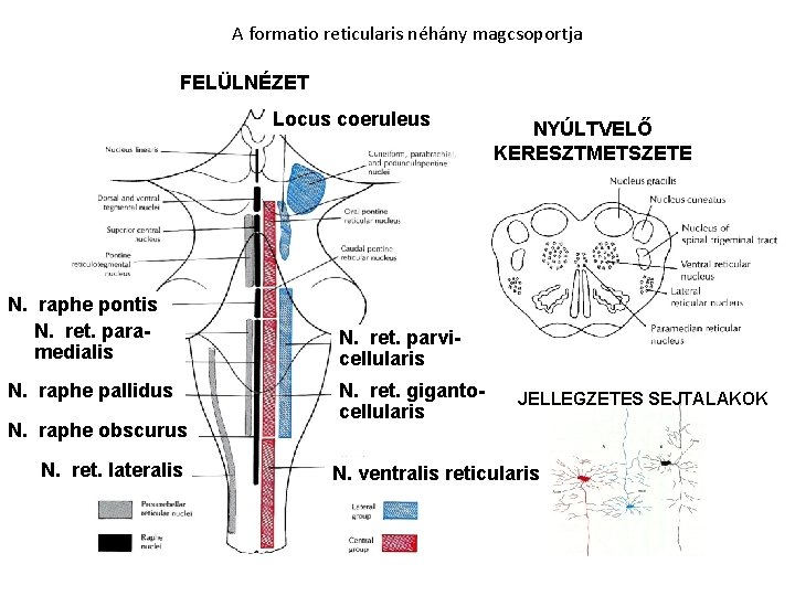 A formatio reticularis néhány magcsoportja FELÜLNÉZET Locus coeruleus N. raphe pontis N. ret. paramedialis