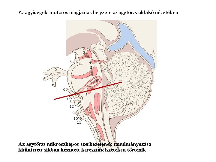 Az agyidegek motoros magjainak helyzete az agytörzs oldalsó nézetében Az agytörzs mikroszkópos szerkezetének tanulmányozása