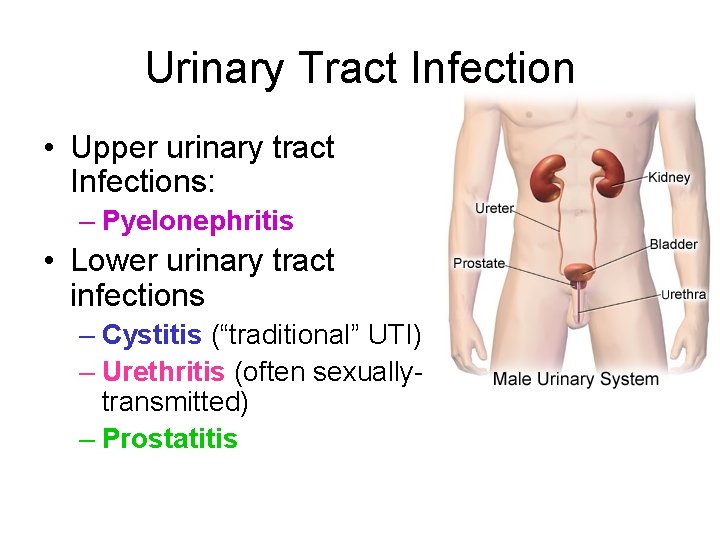 is prostatitis a urinary tract infection A háta fájdalma krónikus prosztatitis