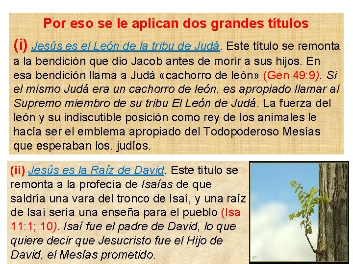 Por eso se le aplican dos grandes títulos (i) Jesús es el León de Por eso se le aplican dos grandes títulos (i) Jesús es el León de