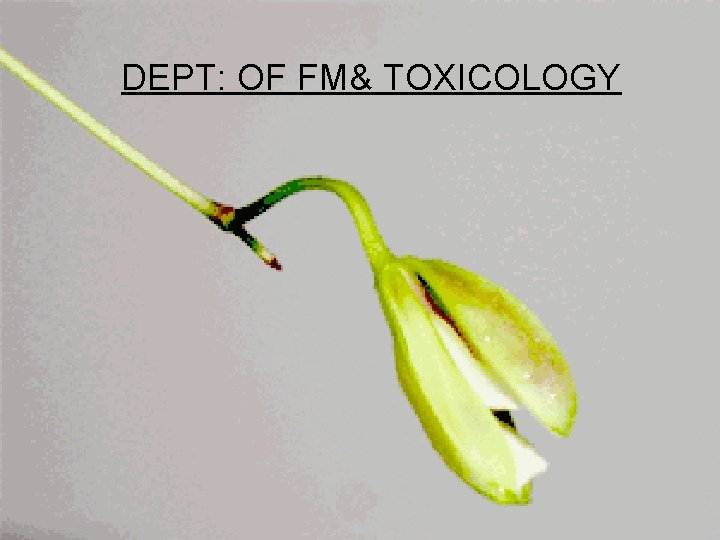 DEPT: OF FM& TOXICOLOGY DEPT: OF FM& TOXICOLOGY
