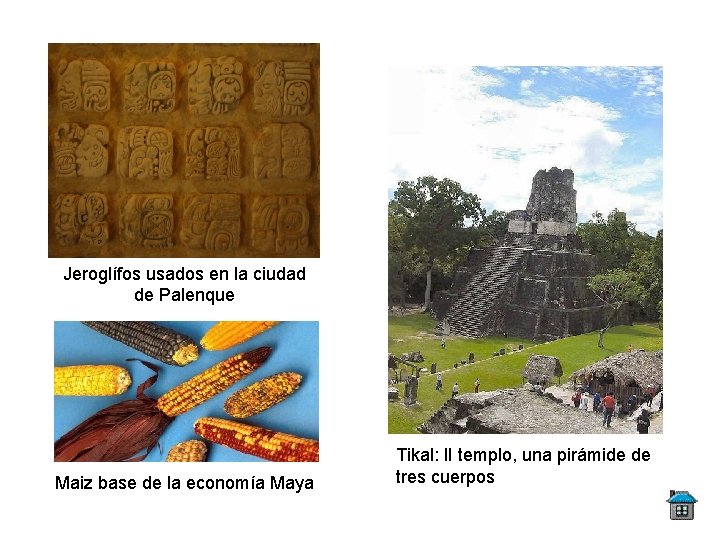 Jeroglífos usados en la ciudad de Palenque Maiz base de la economía Maya Tikal: