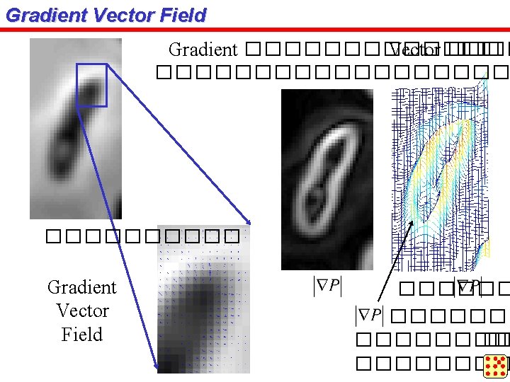 Gradient Vector Field Gradient ������� Vector ����������� Gradient Vector Field ������� �� ���� 