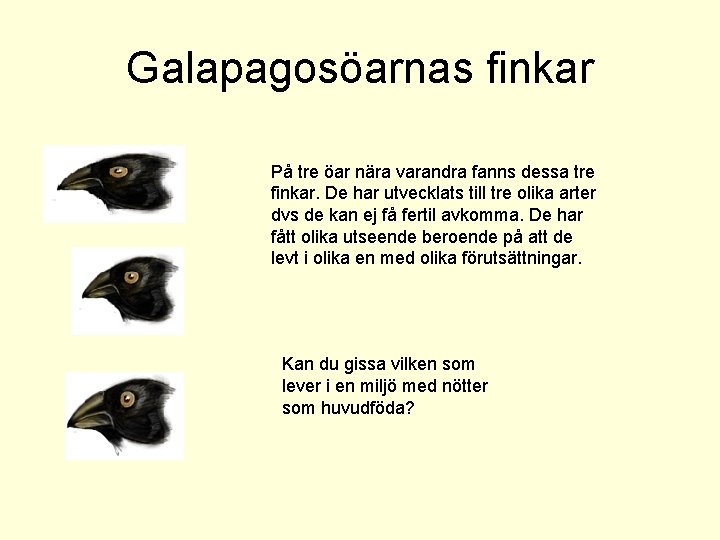 Galapagosöarnas finkar På tre öar nära varandra fanns dessa tre finkar. De har utvecklats