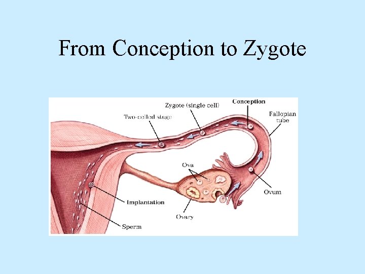 From Conception to Zygote 