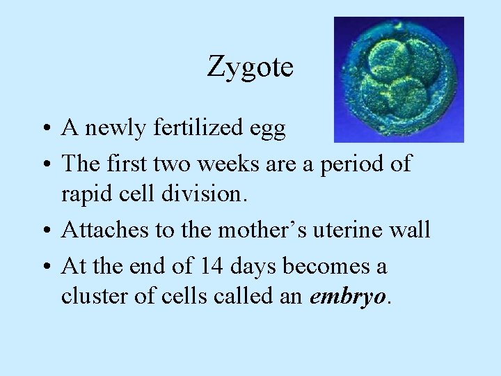 Zygote • A newly fertilized egg • The first two weeks are a period