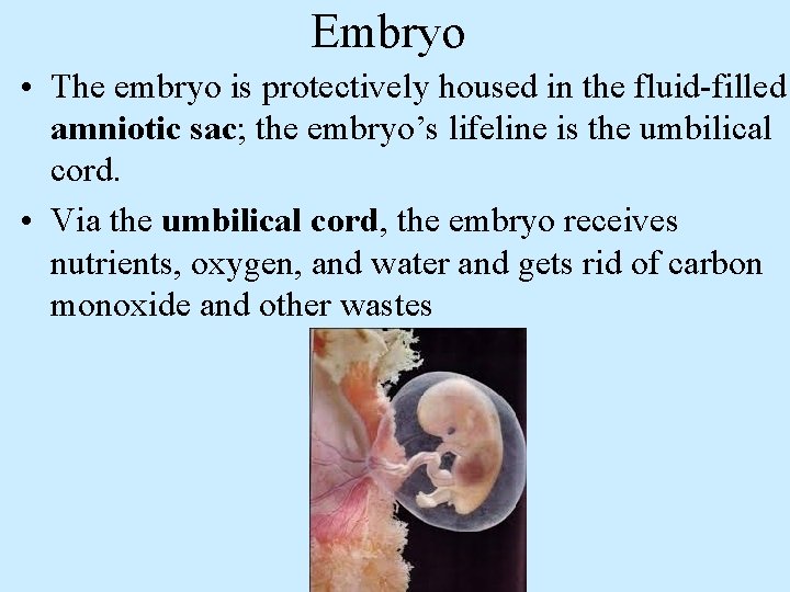 Embryo • The embryo is protectively housed in the fluid-filled amniotic sac; the embryo’s