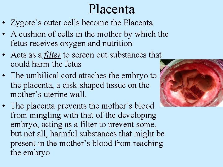 Placenta • Zygote’s outer cells become the Placenta • A cushion of cells in