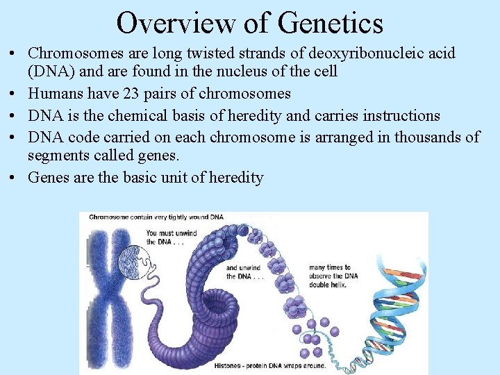 Overview of Genetics • Chromosomes are long twisted strands of deoxyribonucleic acid (DNA) and