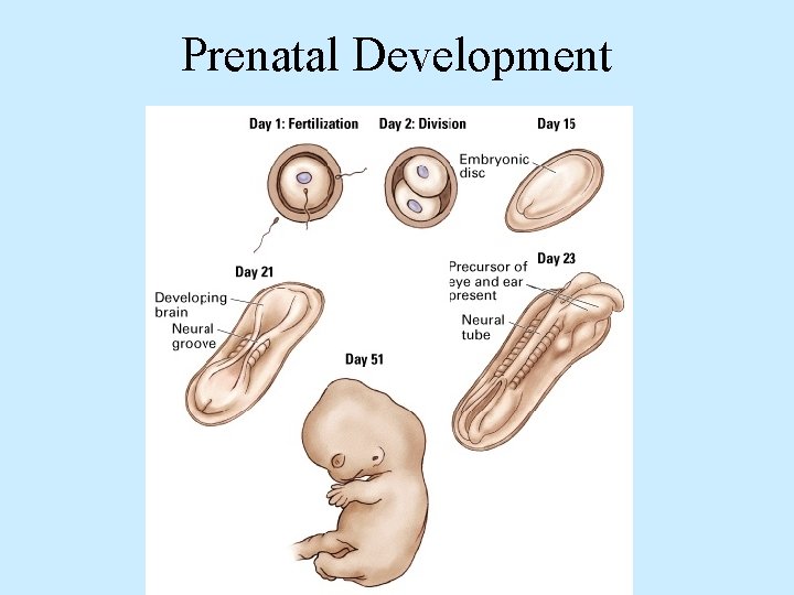 Prenatal Development 