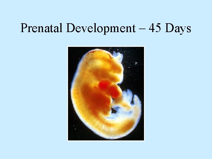 Prenatal Development – 45 Days 
