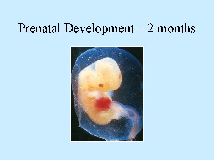 Prenatal Development – 2 months 