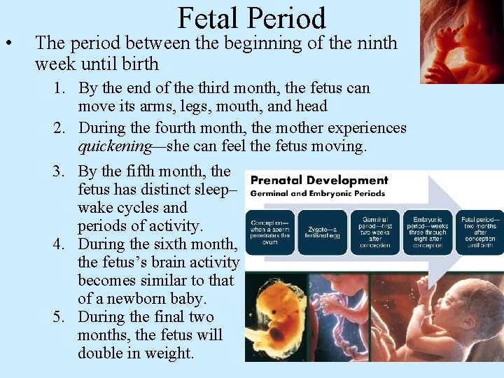  • Fetal Period The period between the beginning of the ninth week until