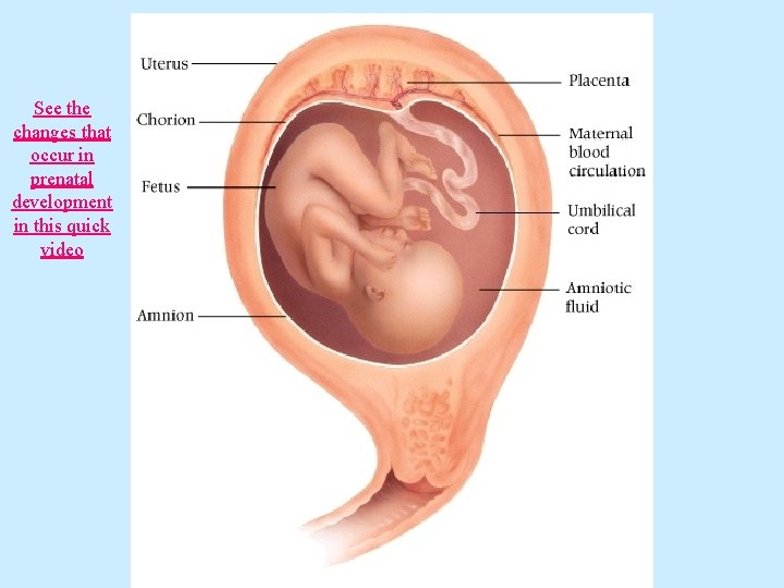 See the changes that occur in prenatal development in this quick video 