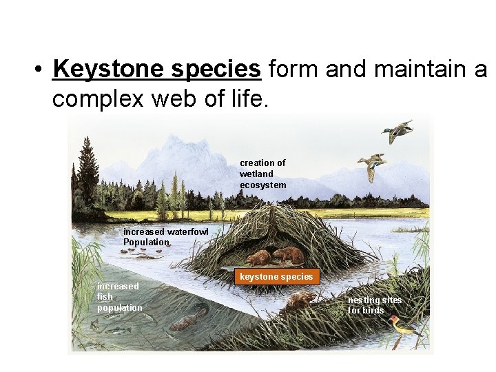  • Keystone species form and maintain a complex web of life. creation of