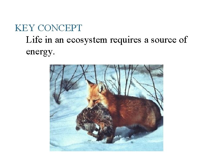 KEY CONCEPT Life in an ecosystem requires a source of energy. 