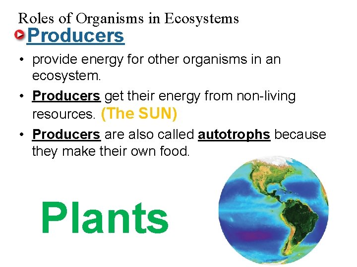 Roles of Organisms in Ecosystems Producers • provide energy for other organisms in an