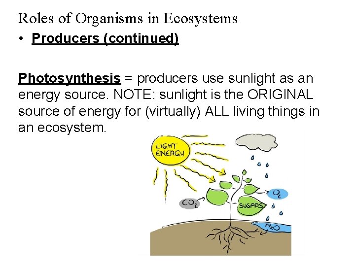 Roles of Organisms in Ecosystems • Producers (continued) Photosynthesis = producers use sunlight as