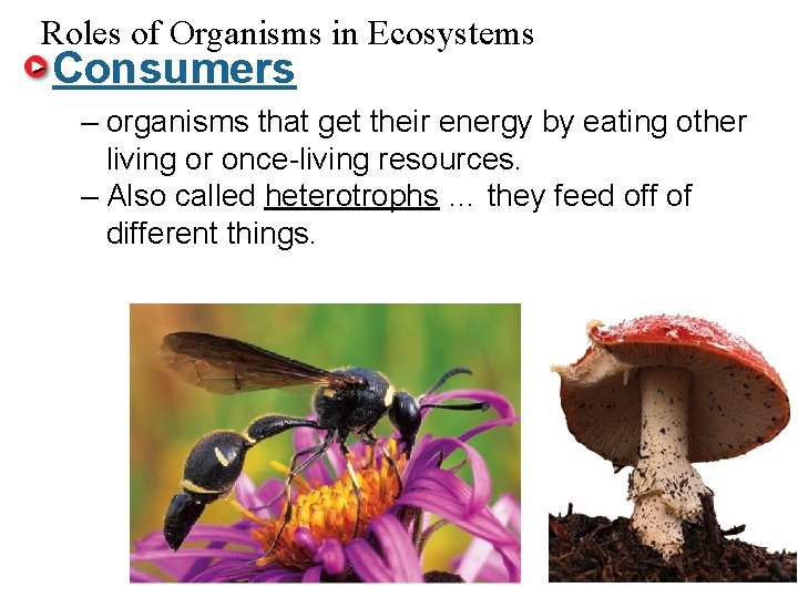 Roles of Organisms in Ecosystems Consumers – organisms that get their energy by eating