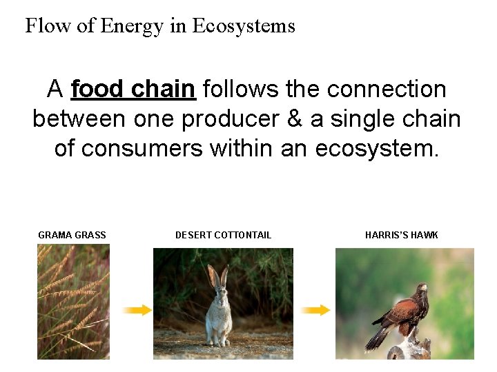 Flow of Energy in Ecosystems A food chain follows the connection between one producer