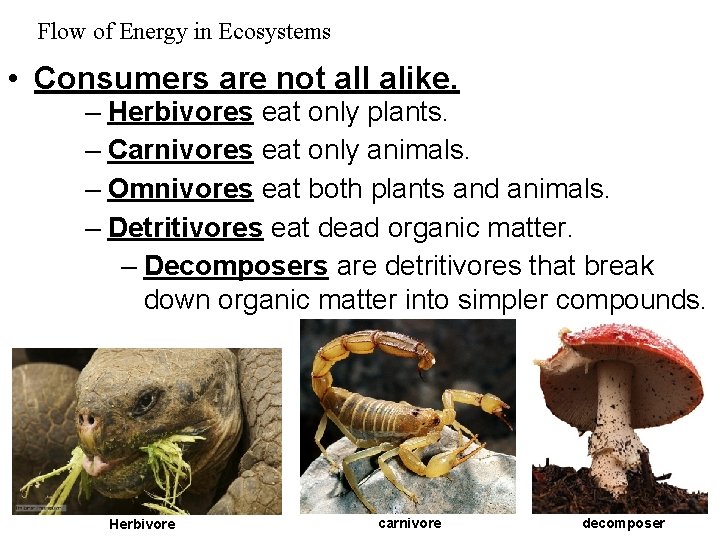Flow of Energy in Ecosystems • Consumers are not all alike. – Herbivores eat