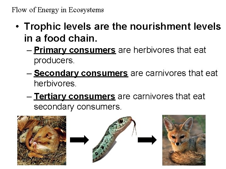 Flow of Energy in Ecosystems • Trophic levels are the nourishment levels in a