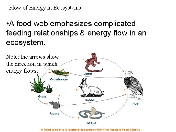 Flow of Energy in Ecosystems • A food web emphasizes complicated feeding relationships &