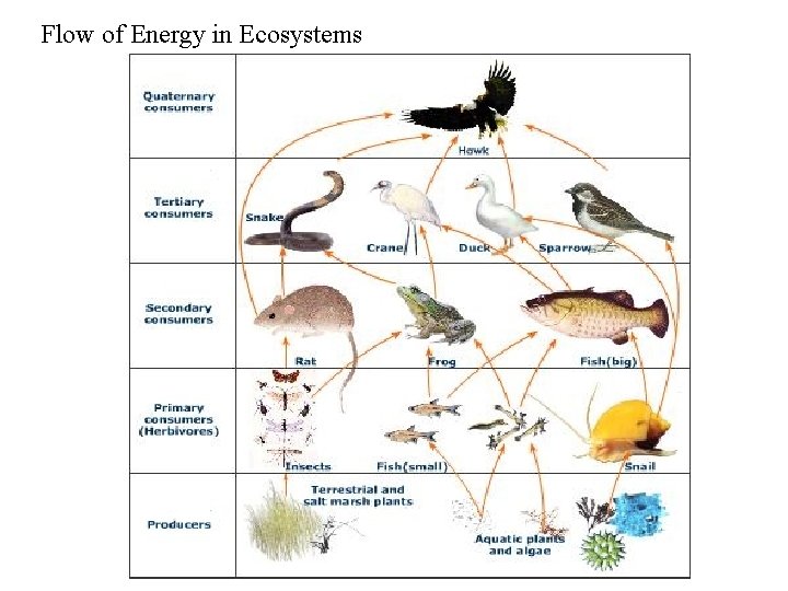 Flow of Energy in Ecosystems 