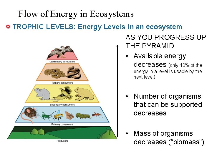 Flow of Energy in Ecosystems TROPHIC LEVELS: Energy Levels in an ecosystem AS YOU