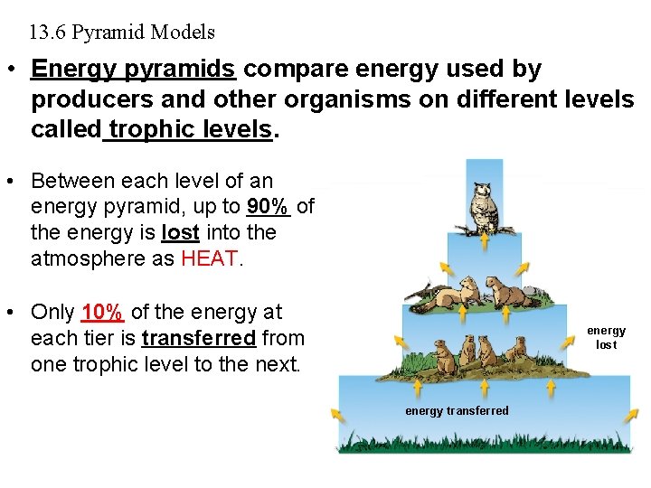 13. 6 Pyramid Models • Energy pyramids compare energy used by producers and other