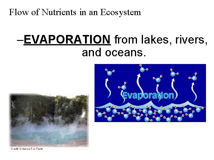 Flow of Nutrients in an Ecosystem –EVAPORATION from lakes, rivers, and oceans. 