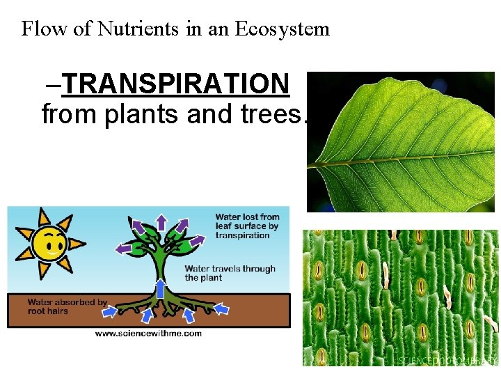 Flow of Nutrients in an Ecosystem –TRANSPIRATION from plants and trees. 