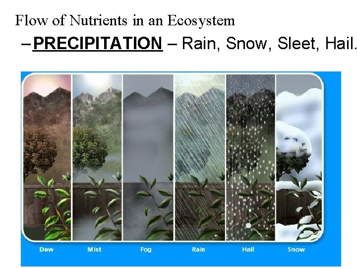 Flow of Nutrients in an Ecosystem – PRECIPITATION – Rain, Snow, Sleet, Hail. 