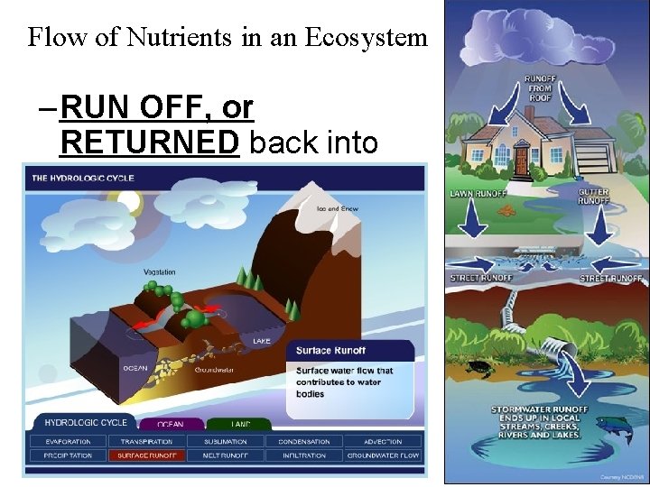 Flow of Nutrients in an Ecosystem – RUN OFF, or RETURNED back into the