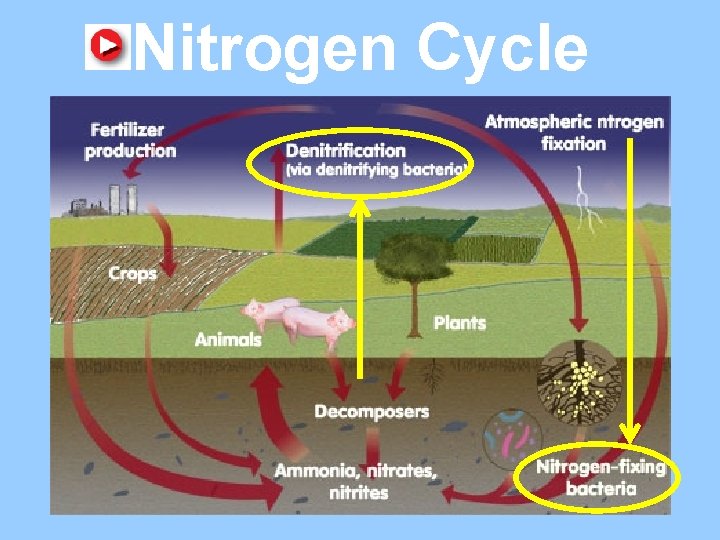 Nitrogen Cycle 
