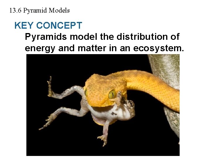 13. 6 Pyramid Models KEY CONCEPT Pyramids model the distribution of energy and matter