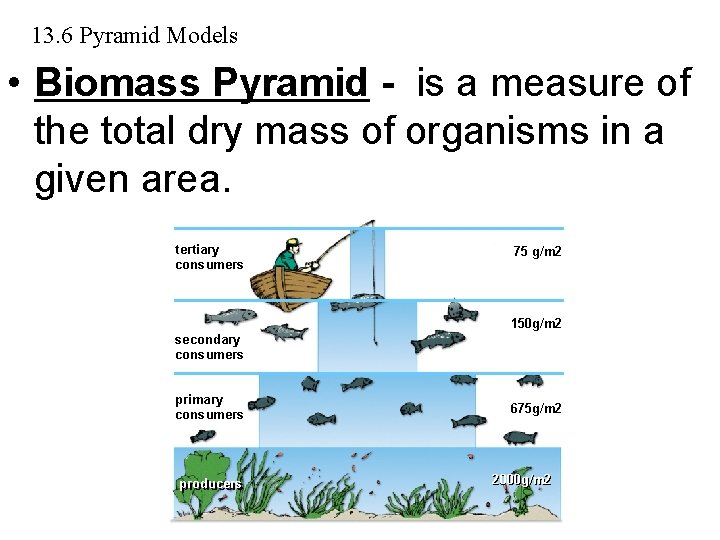 13. 6 Pyramid Models • Biomass Pyramid - is a measure of the total