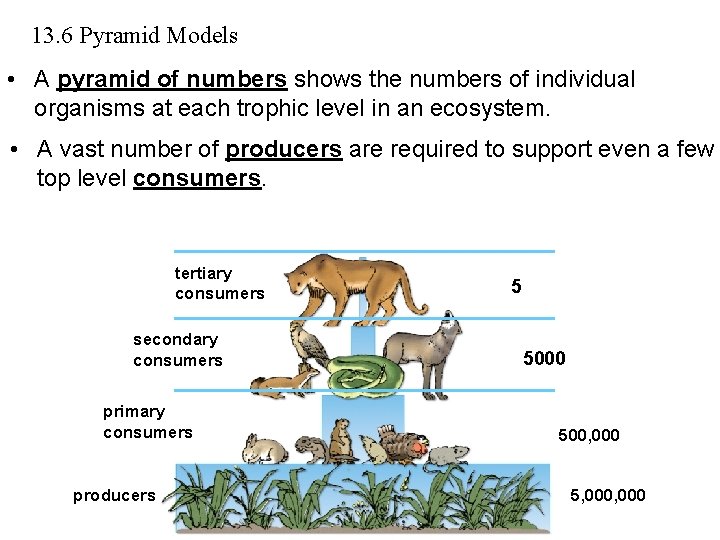13. 6 Pyramid Models • A pyramid of numbers shows the numbers of individual