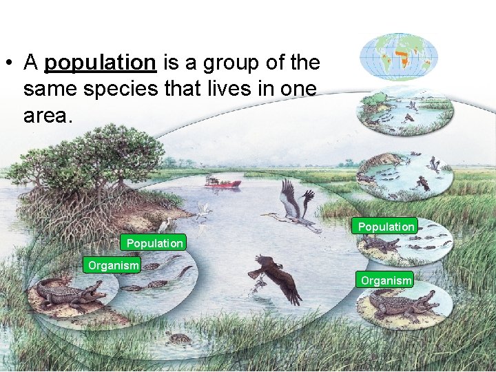  • A population is a group of the same species that lives in