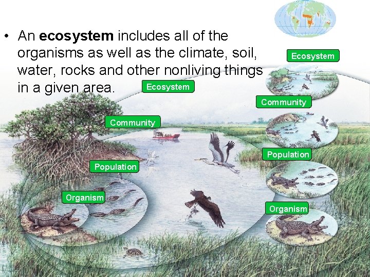  • An ecosystem includes all of the organisms as well as the climate,