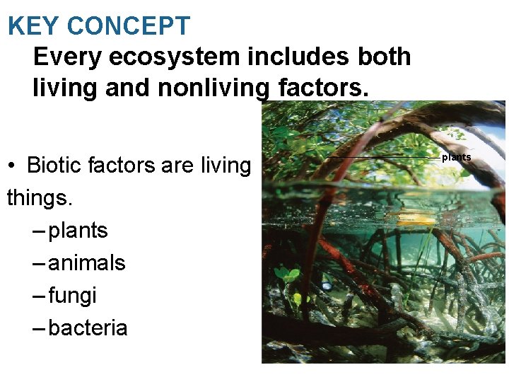 KEY CONCEPT Every ecosystem includes both living and nonliving factors. • Biotic factors are