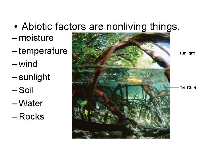  • Abiotic factors are nonliving things. – moisture – temperature – wind –