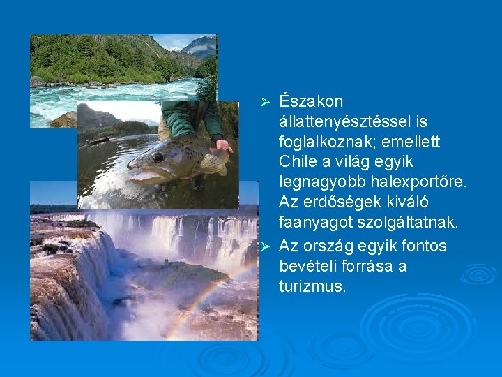 Északon állattenyésztéssel is foglalkoznak; emellett Chile a világ egyik legnagyobb halexportőre. Az erdőségek kiváló